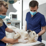veterinary surgeon specialist