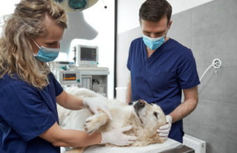 veterinary surgeon specialist