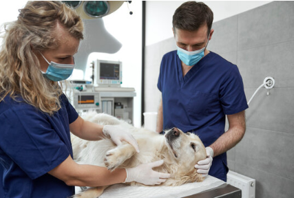 veterinary surgeon specialist