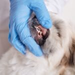 Affordable Serviced Offices for Small Businesses cat dental cleaning