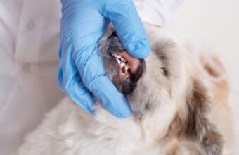 cat dental cleaning