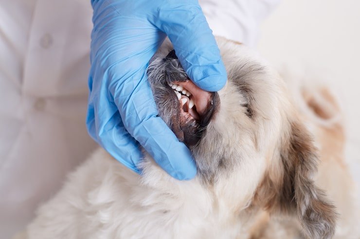 cat dental cleaning